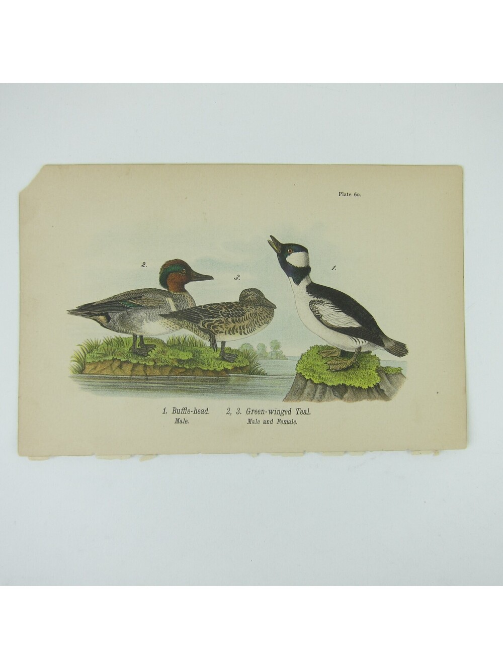 Duck Litho Print After John James Audubon Buffle-head Green-winged Teal Antique